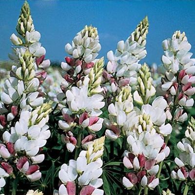 Lupine Wildflower Seeds pink & white