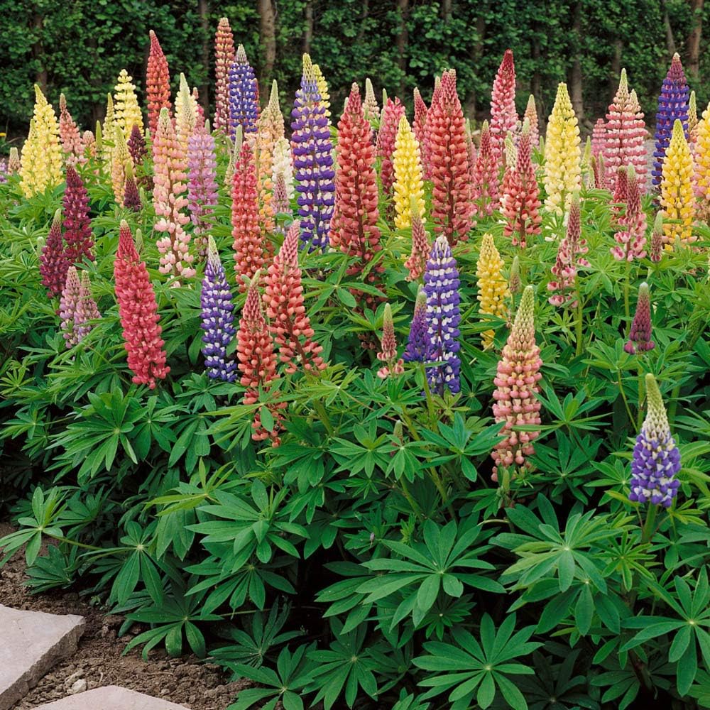 Lupine (Lupine Flower) seeds for planting in home garden