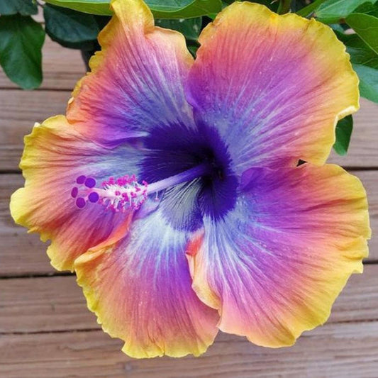 Purple Yellow Hibiscus Flower Seeds