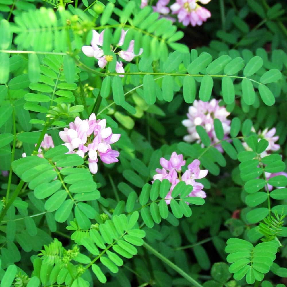 Crown Vetch Flower Seeds