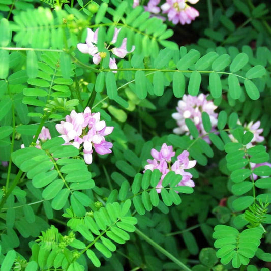 Crown Vetch Flower Seeds