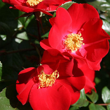 Red Rosa Rugosa Flower Seeds