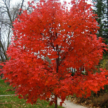 Semi di acero rosso Autumn Blaze