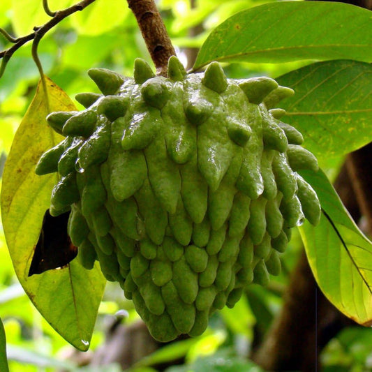 Semi di frutto di Atemoya