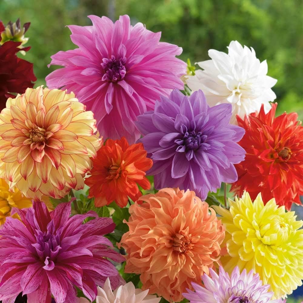 dinnerplate dahlia seeds Dinnerplate Dahlia Flower Seeds for Planting – Heirloom, Non-GMO, Easy – Pure Asia Seeds