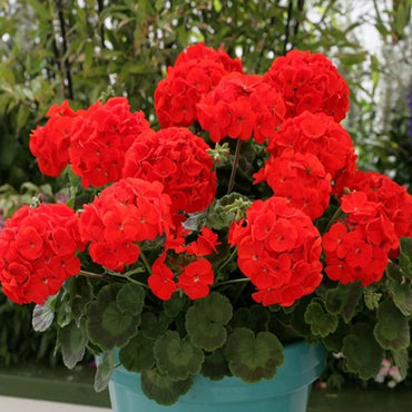 Geranium Flower seeds for Planting - Shade Tolerant, Heirloom & GMO Free Seeds for Home Garden  Sa