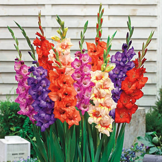 Gladiolus Flower seeds for Planting - Easy to Grow, Heirloom & GMO Free Seeds for Home Garden