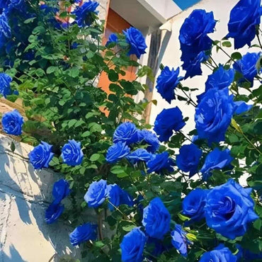 Blue Climbing Rose Flower Seeds
