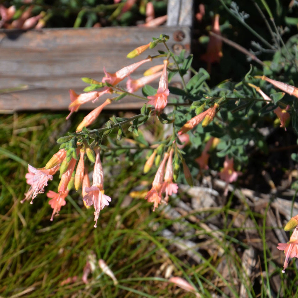 California Fuchsia Epilobium Canum Flower Seeds