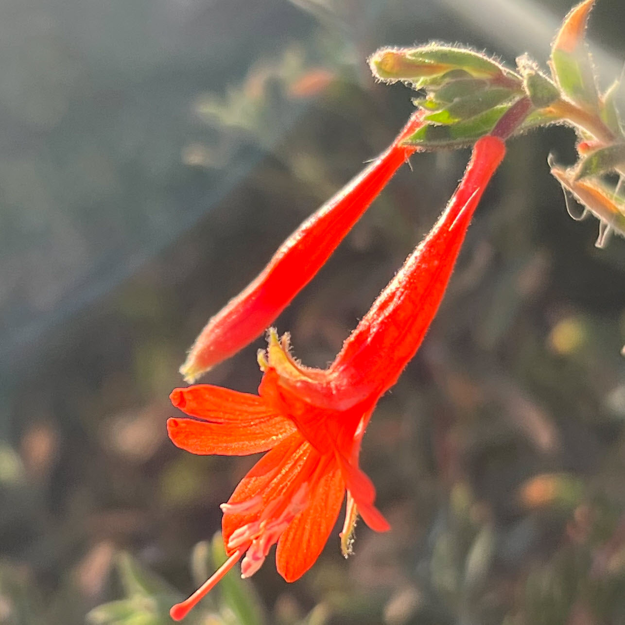 California Fuchsia Epilobium Canum Flower Seeds