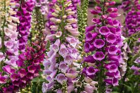 Foxglove Seeds Mixed Colors