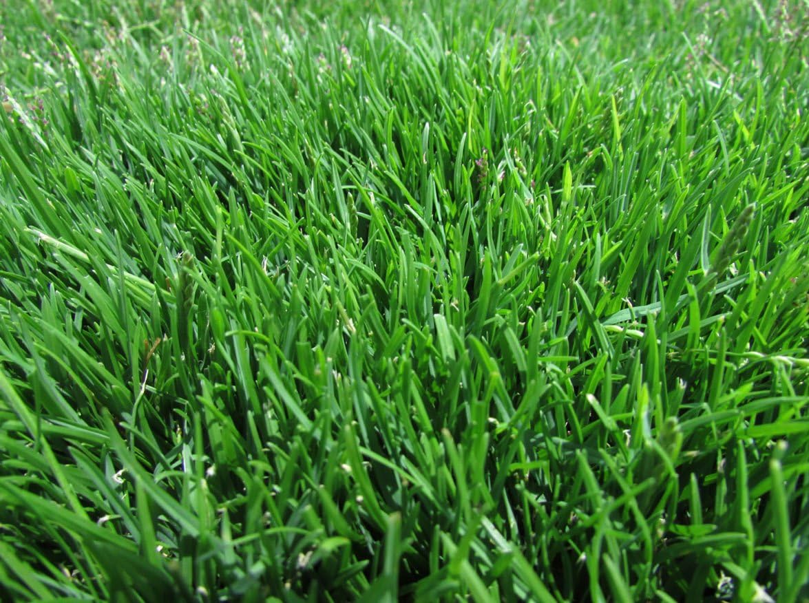 Semillas de hierba zoysia 