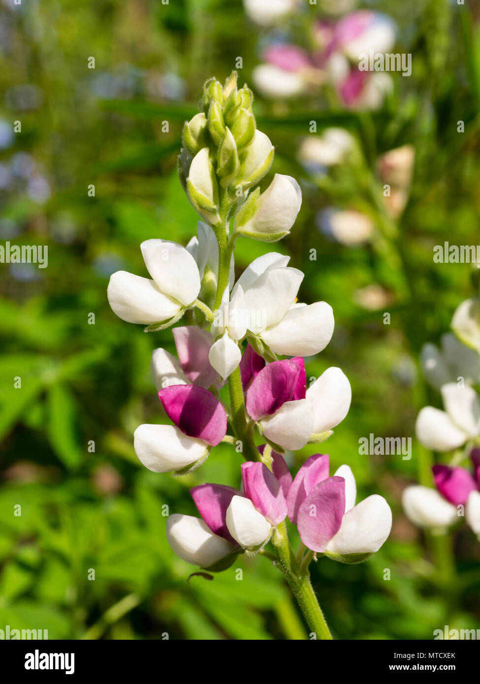 Lupine Wildflower Seeds pink & white