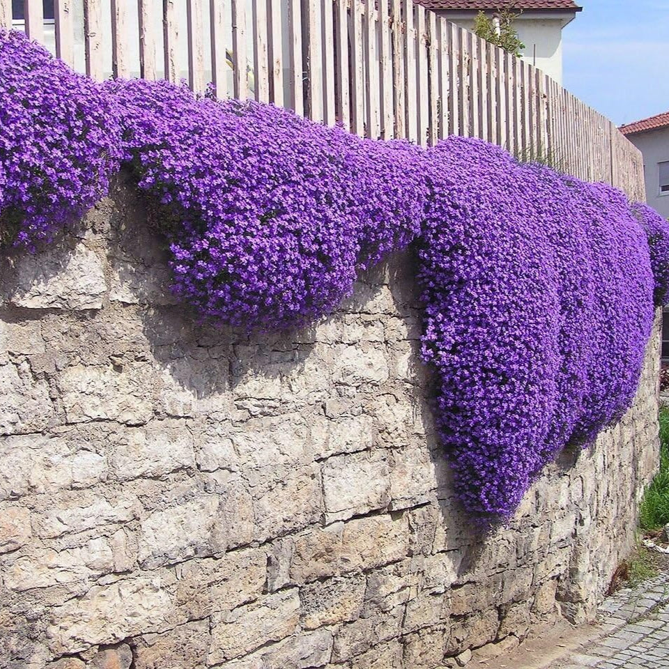 Aubrieta Flower Seeds