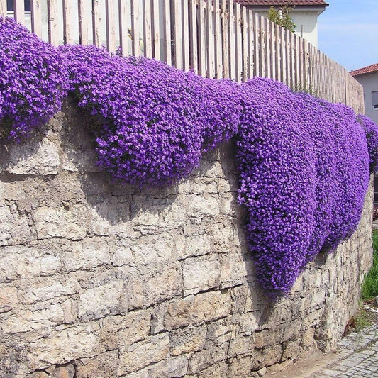 Aubrieta Flower Seeds
