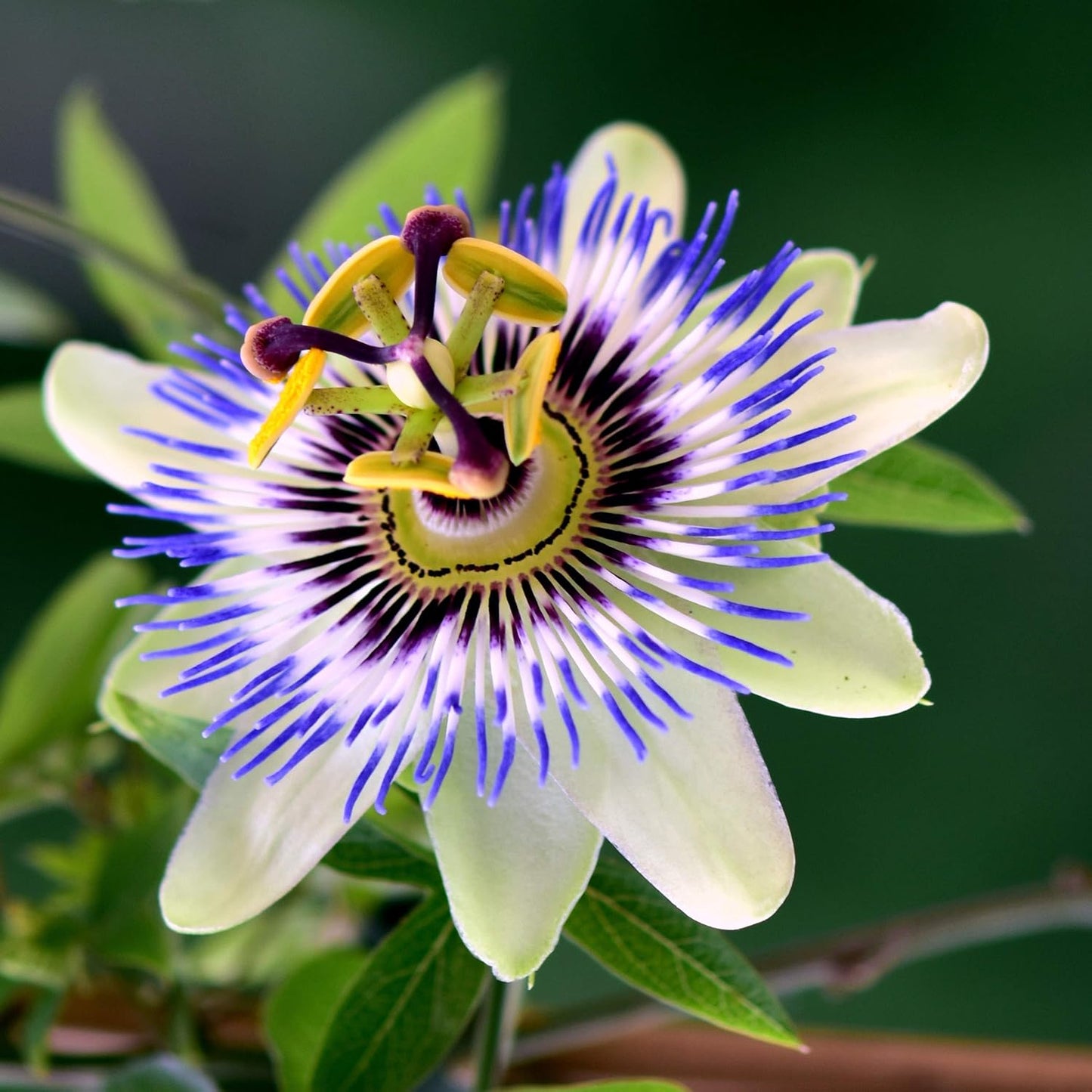 Passion Flower Seeds