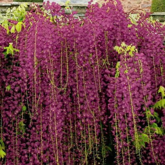 Black Dragon Wisteria Flower Seeds
