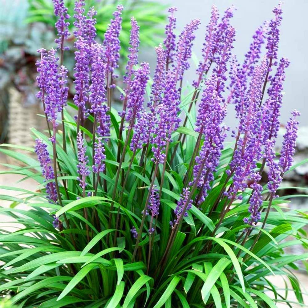 Monkey Grass Plant Seeds for Planting – Heirloom, Non-GMO, Easy to Gro ...