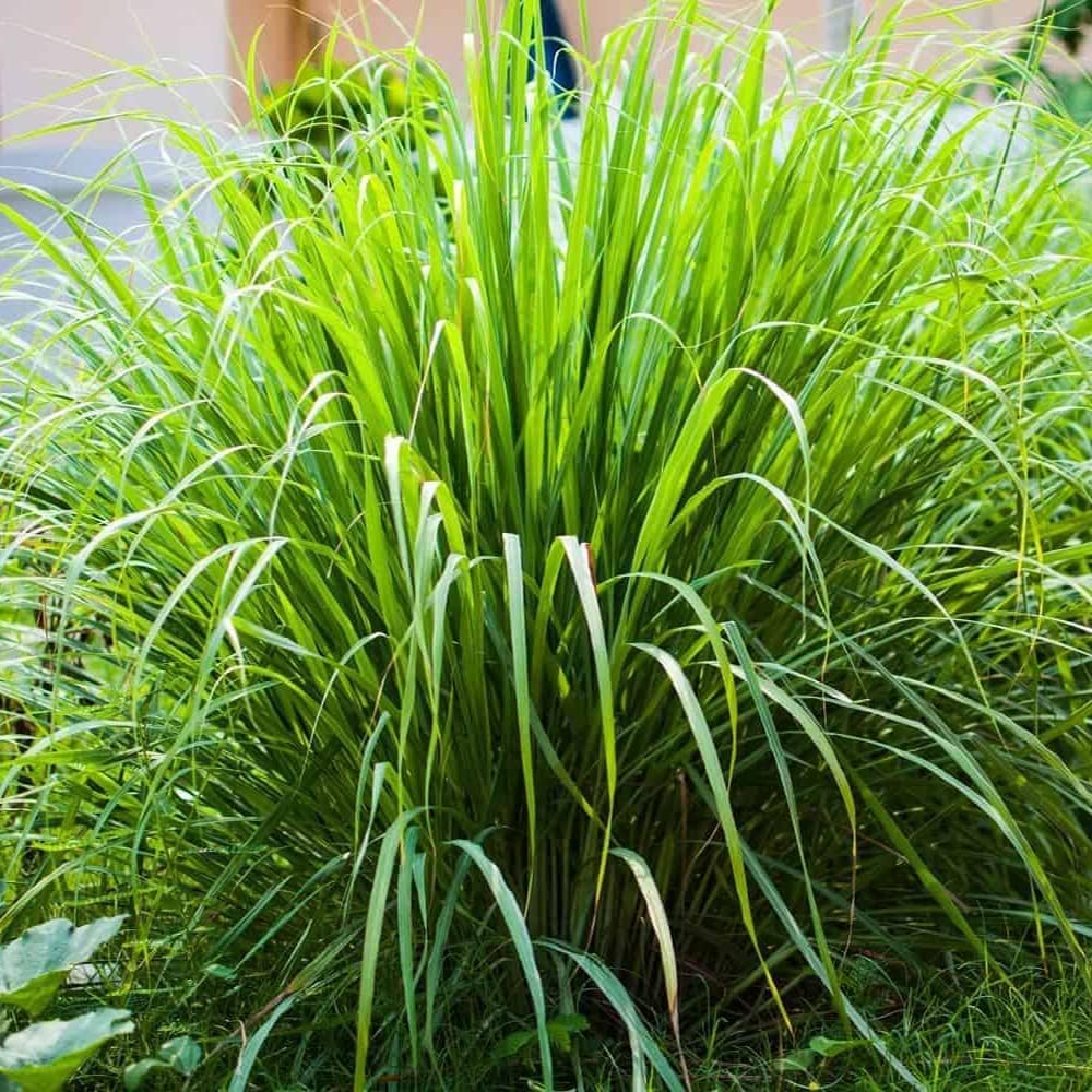 Lemongrass Herb Seeds