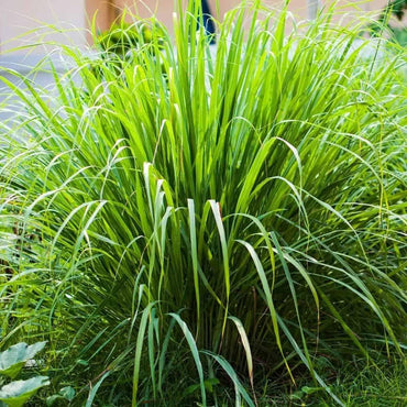 Lemongrass Herb Seeds