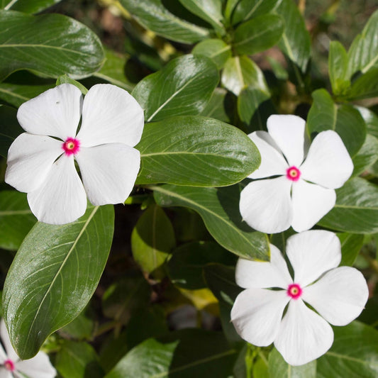 Bright Eyes Periwinkle Flower Seeds