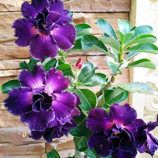 Purple Desert Rose Flower Seeds