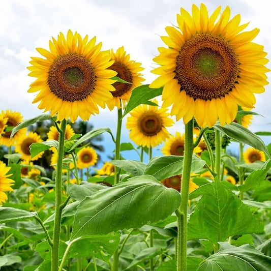 Giant Sunflower Seeds