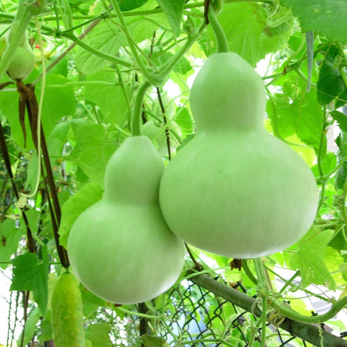 Giant Bottle Gourd (Lagenaria siceraria) Vegetable Seeds – Heirloom, Non-GMO, Large Fruit, Annual