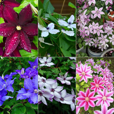 Clematis Mixed Colors Flower Seeds
