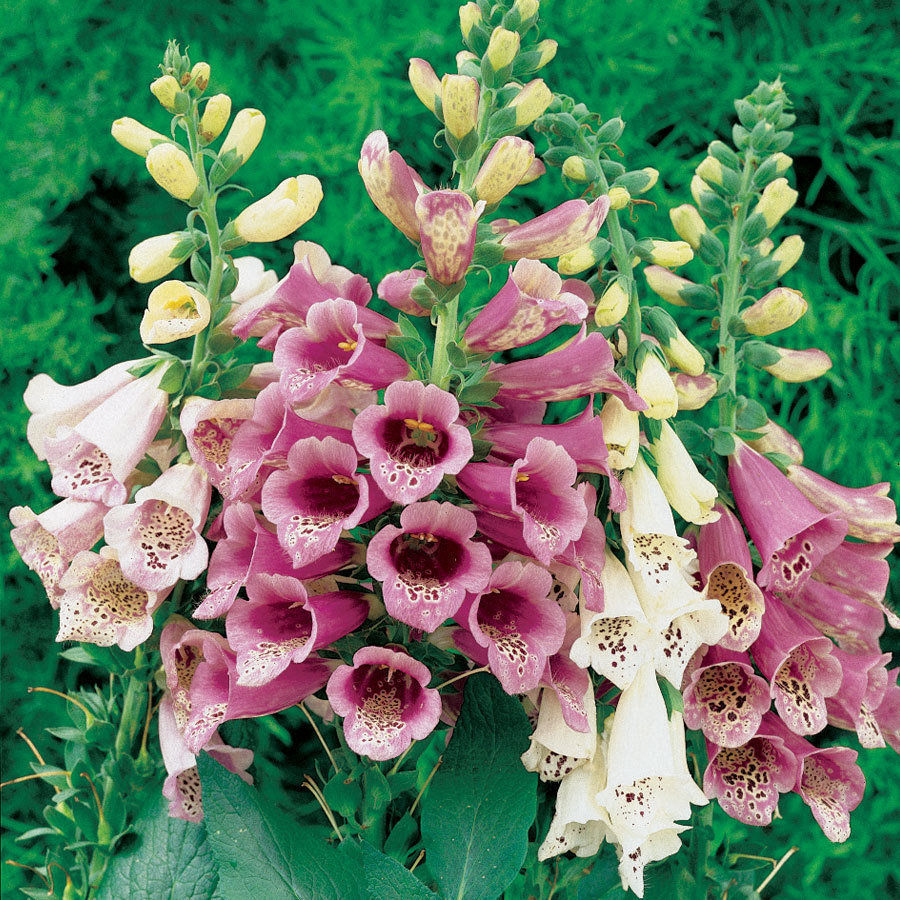 Foxglove Seeds Mixed Colors