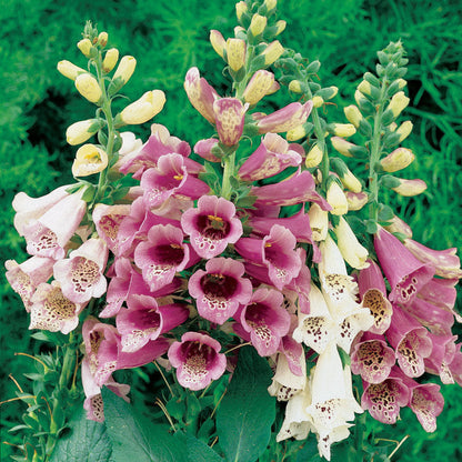 Foxglove Seeds Mixed Colors