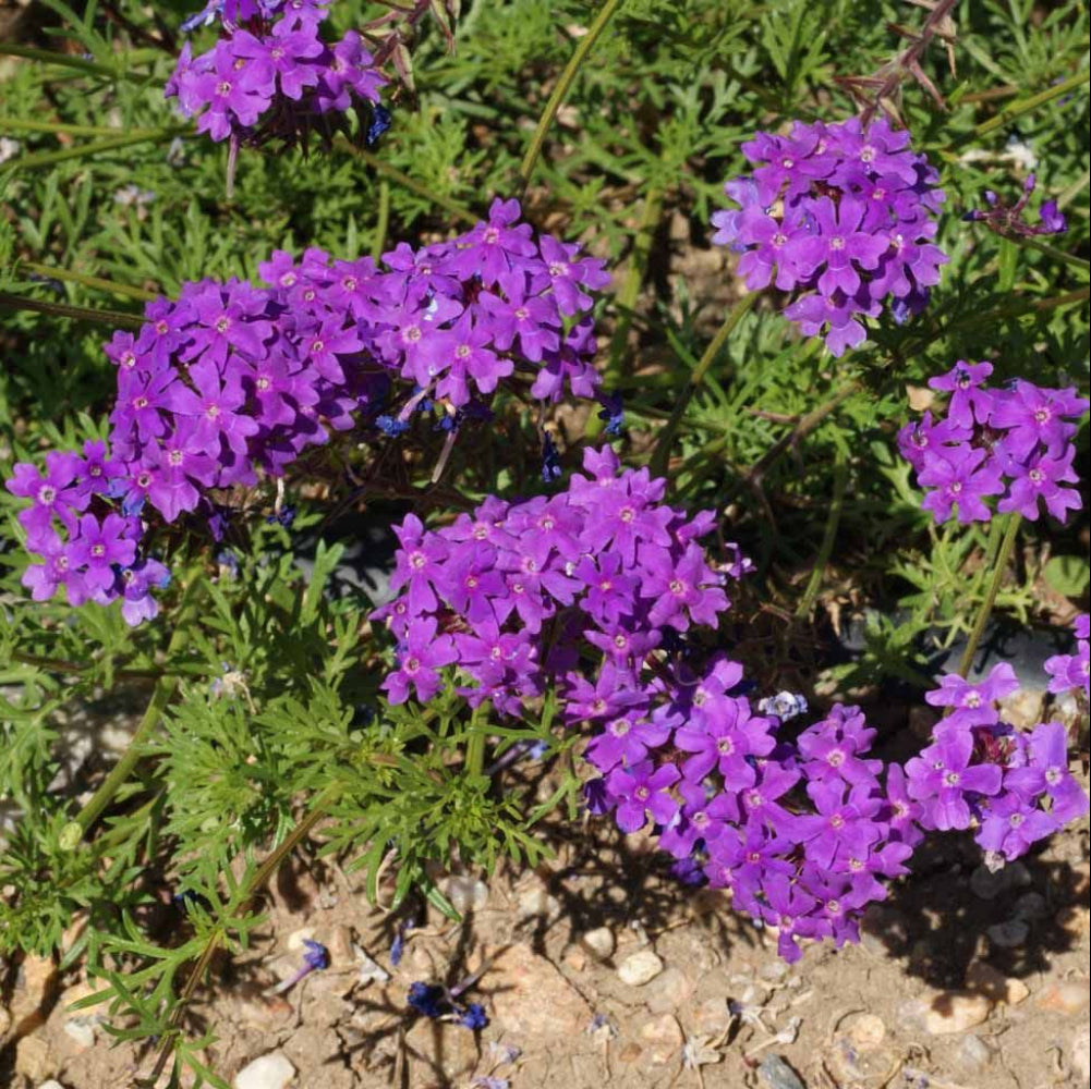 Purple Moss Verbena Flower Seeds