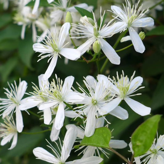 Sweet Autumn Clematis Flower Seeds
