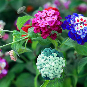 Mixed Color Lantana Flower seeds for Planting Cottage Garden Essential Heirloom & GMO Free Seeds for Home Garden
 
 Sale seeds for home garden planting
