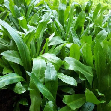Culantro Herb Seeds