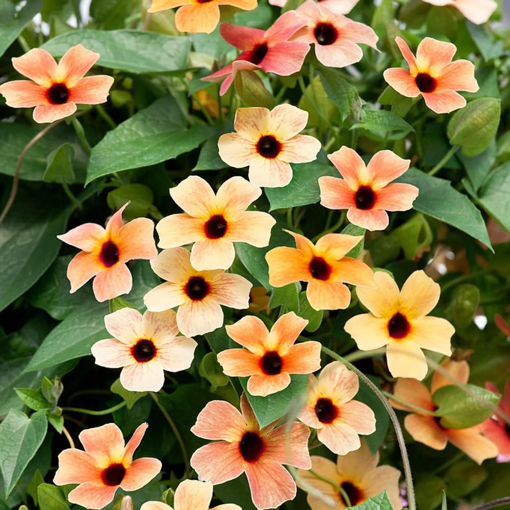 Black-Eyed Susan Vine Flower Seeds