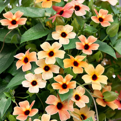 Black-Eyed Susan Vine Flower Seeds