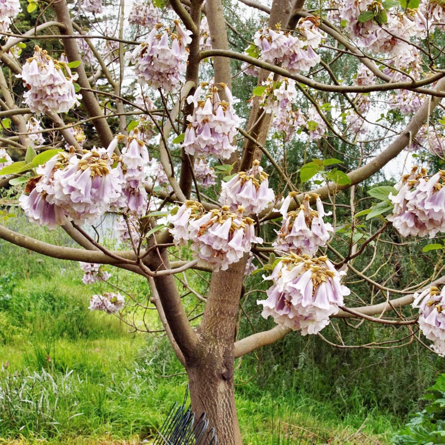 Paulownia Fortunei (Empress Tree) Flower Seeds