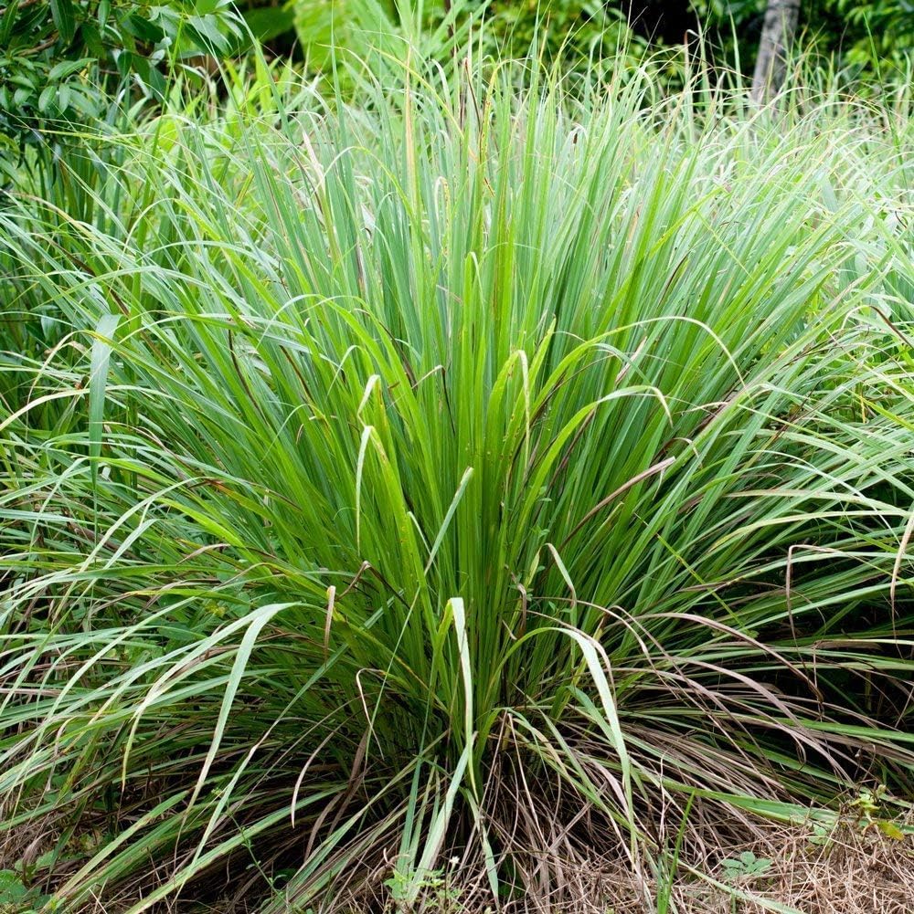 Lemon Grass Herb Seeds