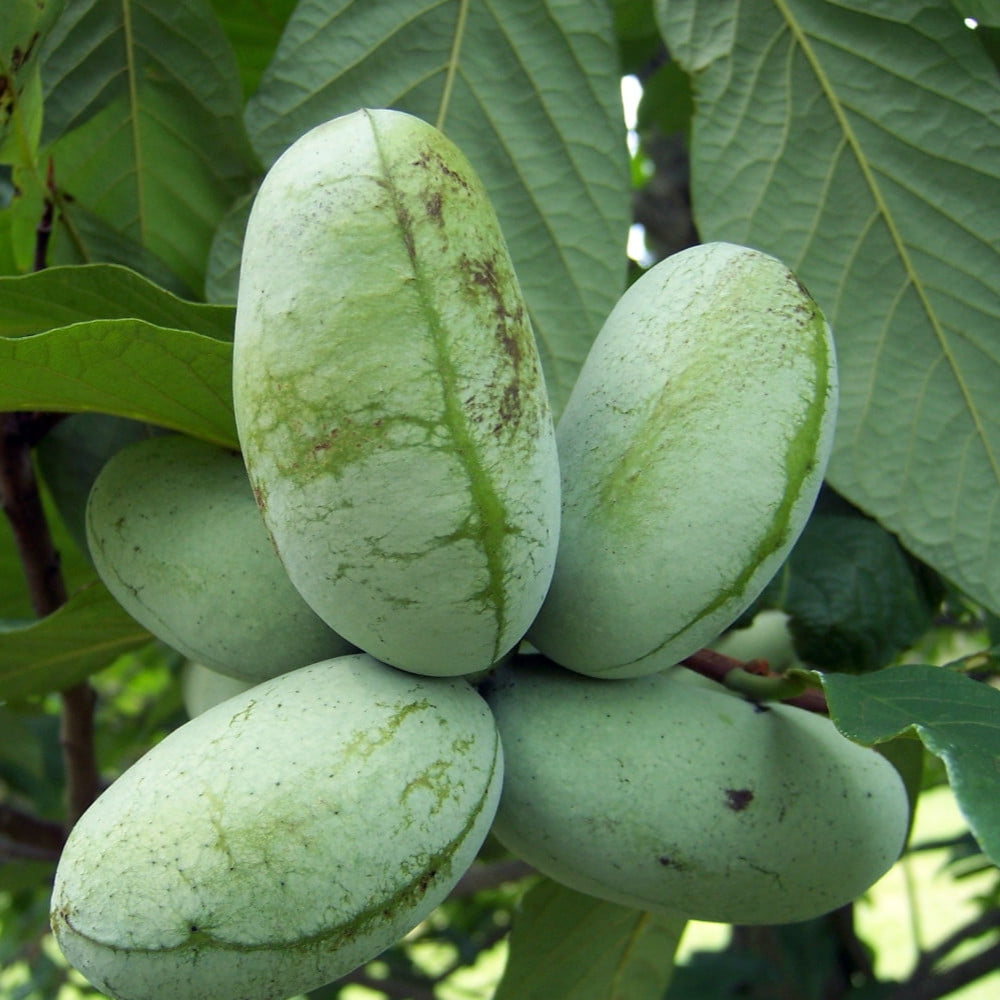Asimina Triloba Papaya-Fruchtsamen
