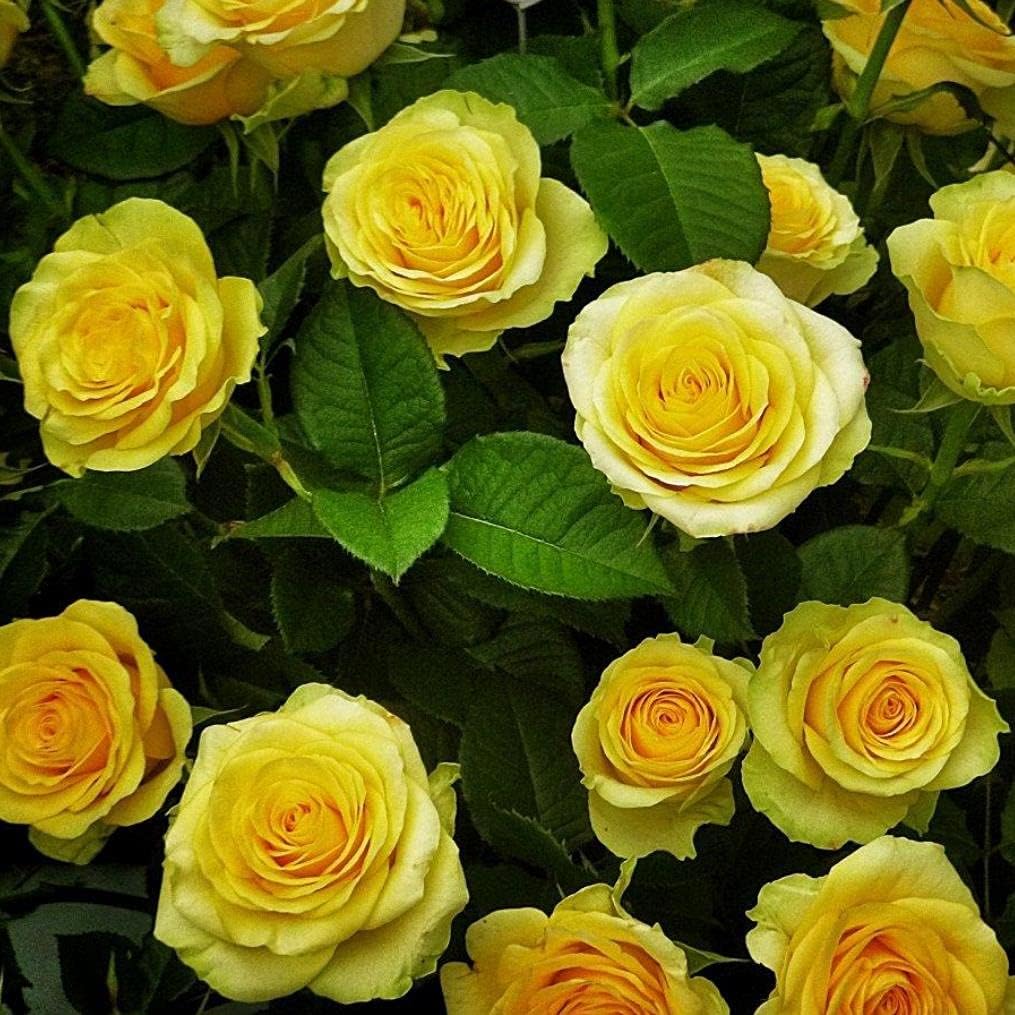 Yellow Rose Flower Seeds
