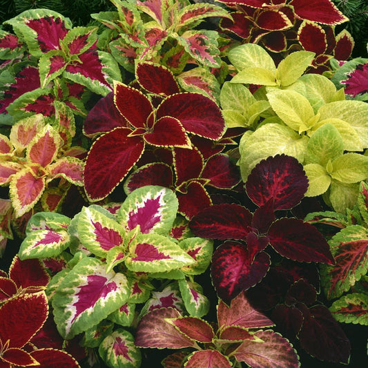 Gemischte Coleus-Kräutersamen