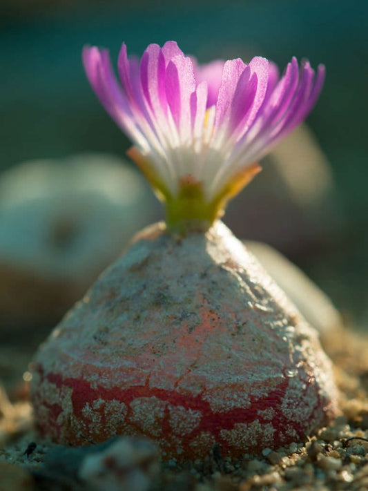 Conophytum Burgeri Succulent Flower seeds for Planting - Easy to Grow, Heirloom & GMO Free Seeds for Home Garden
 
 Sale seeds for planting in home garden