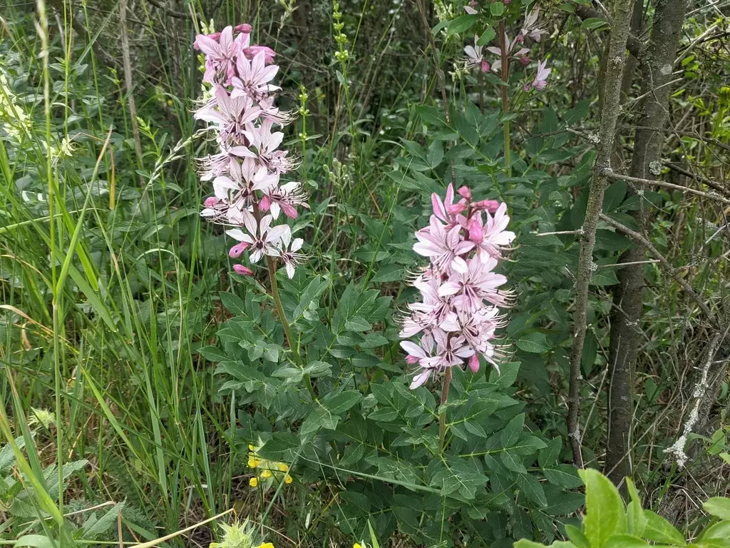 gas plant seeds Dictamnus Albus (Gas Plant) Mixed Flower Seeds for Planting – Heirloom – Pure Asia Seeds