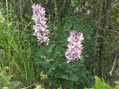 Dictamnus Albus Mixed Flower Seeds