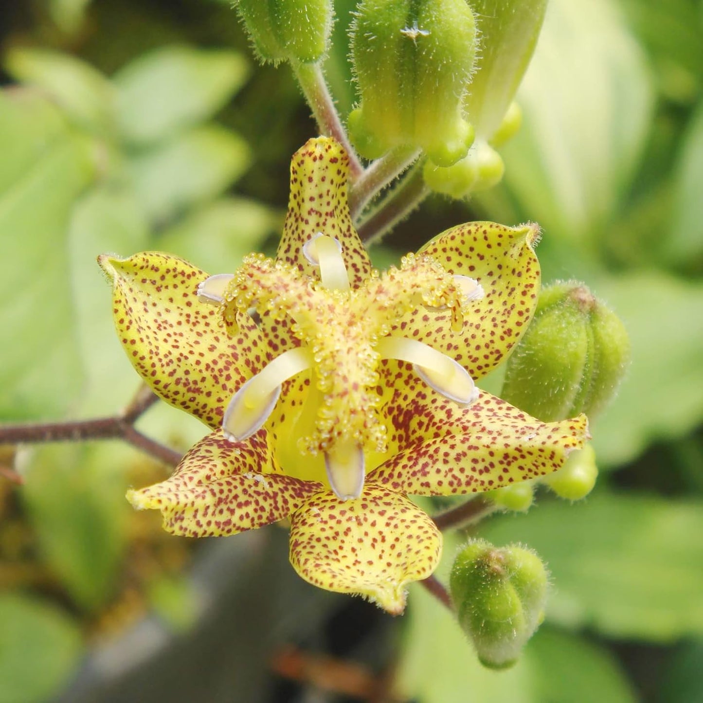 Tricyrtis Puberula Flower Seeds