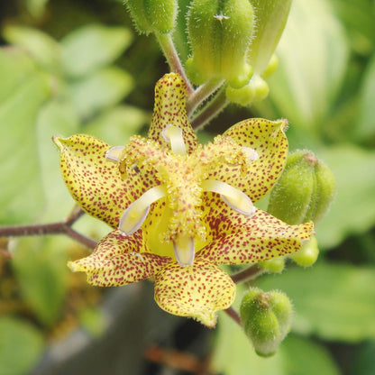 Tricyrtis Puberula Flower Seeds
