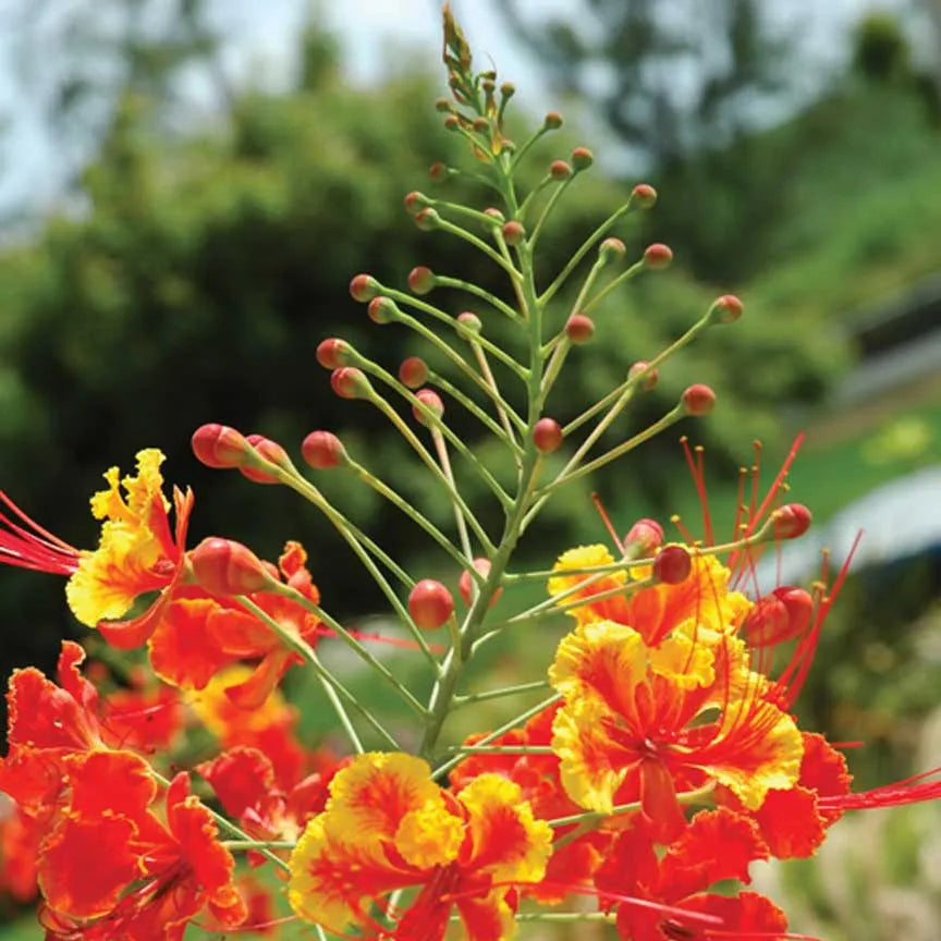 planting pride of barbados seeds Pride of Barbados Shrub Seeds for Planting – Heirloom, Non-GMO, Drough – Pure Asia Seeds