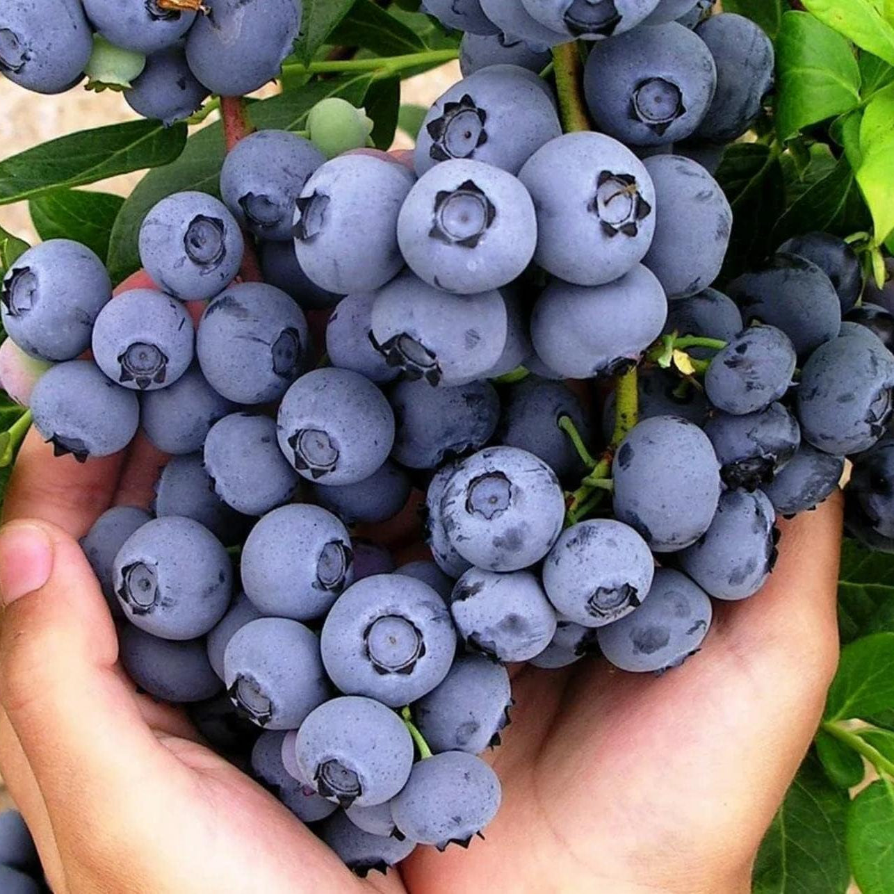 Blueberry Fruit  Seeds