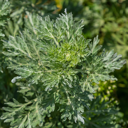 Graines d'herbe d'absinthe